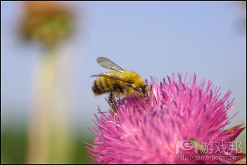 bee-on-flower(from gamasutra)