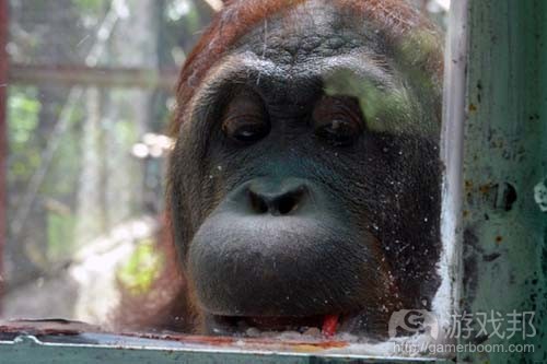 orangutan（from wired）