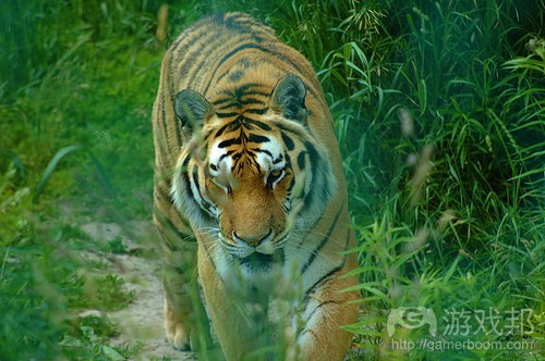 tiger（from gamearch）